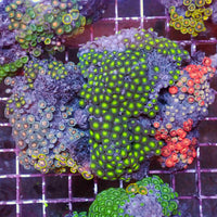 WYSIWYG Rainbow Zoa Combo Colony (100+ Polyps)