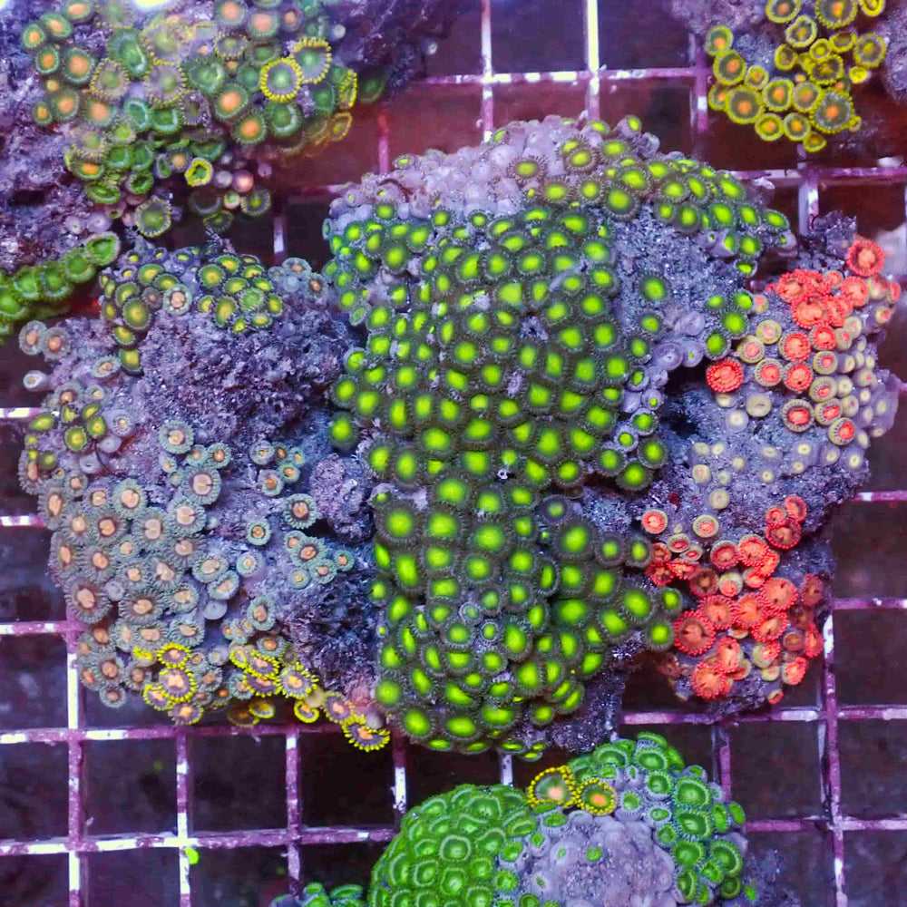 WYSIWYG Rainbow Zoa Combo Colony (100+ Polyps)