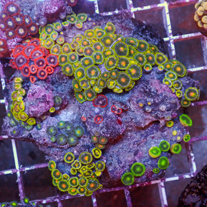 WYSIWYG Rainbow Zoa Combo Colony (50+ Polyps)