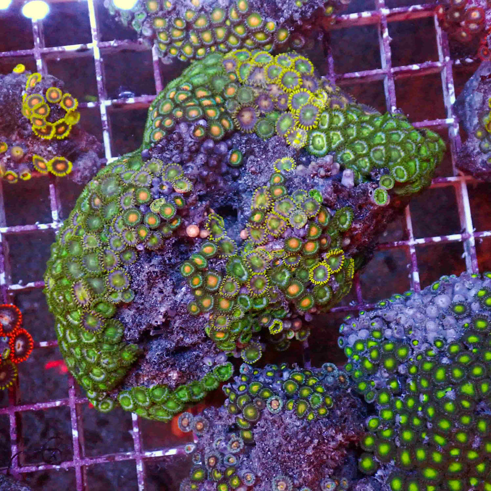 WYSIWYG Rainbow Zoa Combo Colony (50+ Polyps)