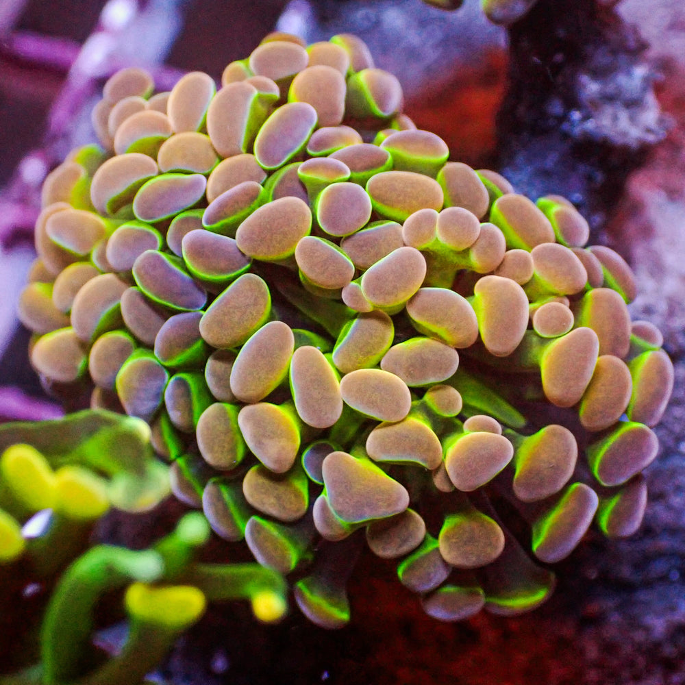 Hologram Rainbow Branching Hammer - Corals Anonymous