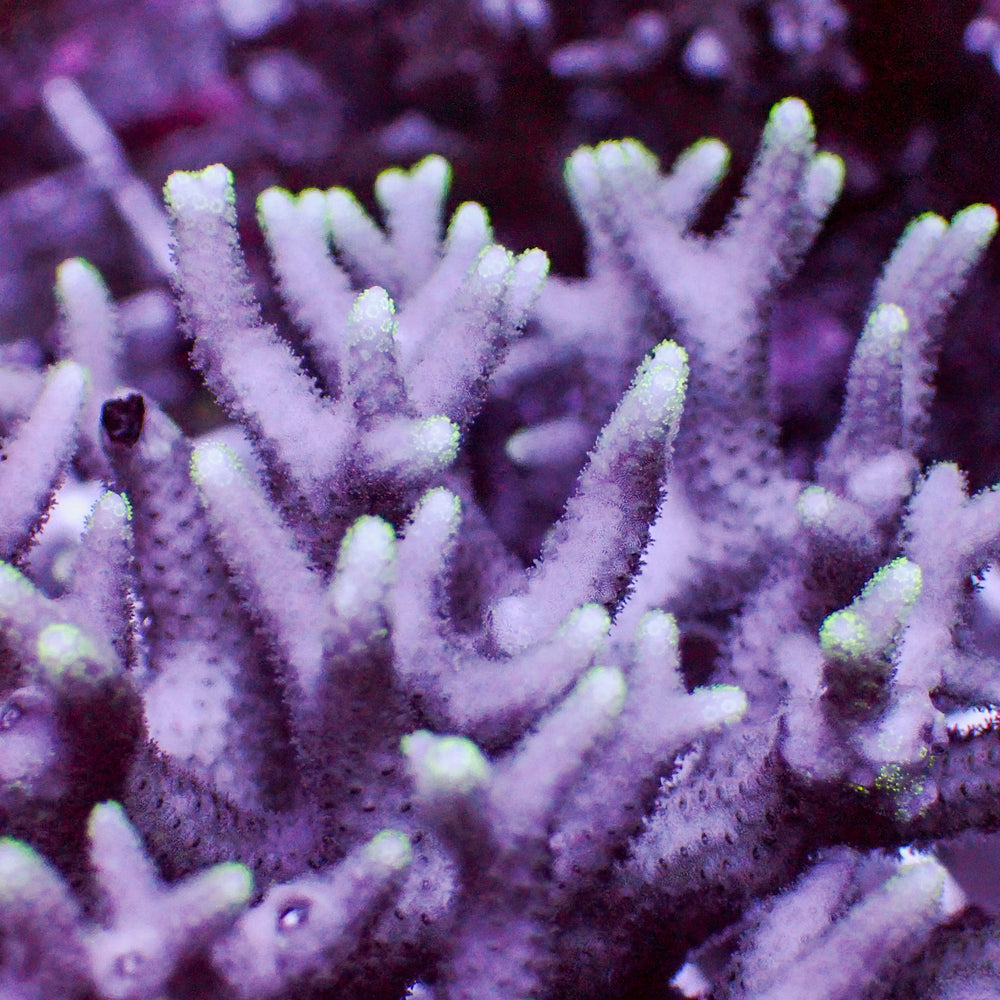 Green Tip Purple Pocillopora SPS (1” frag)