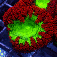 Neon Green and Red Blastomussa (1 Polyp)
