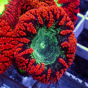 Neon Green and Red Blastomussa (1 Polyp)