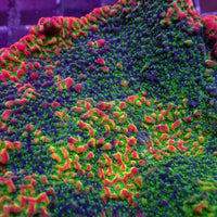 Tutti Frutti Rainbow Montipora (0.5-1" Frag)
