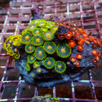 WYSIWYG Rainbow Zoa Combo Colony (50+ Polyps)