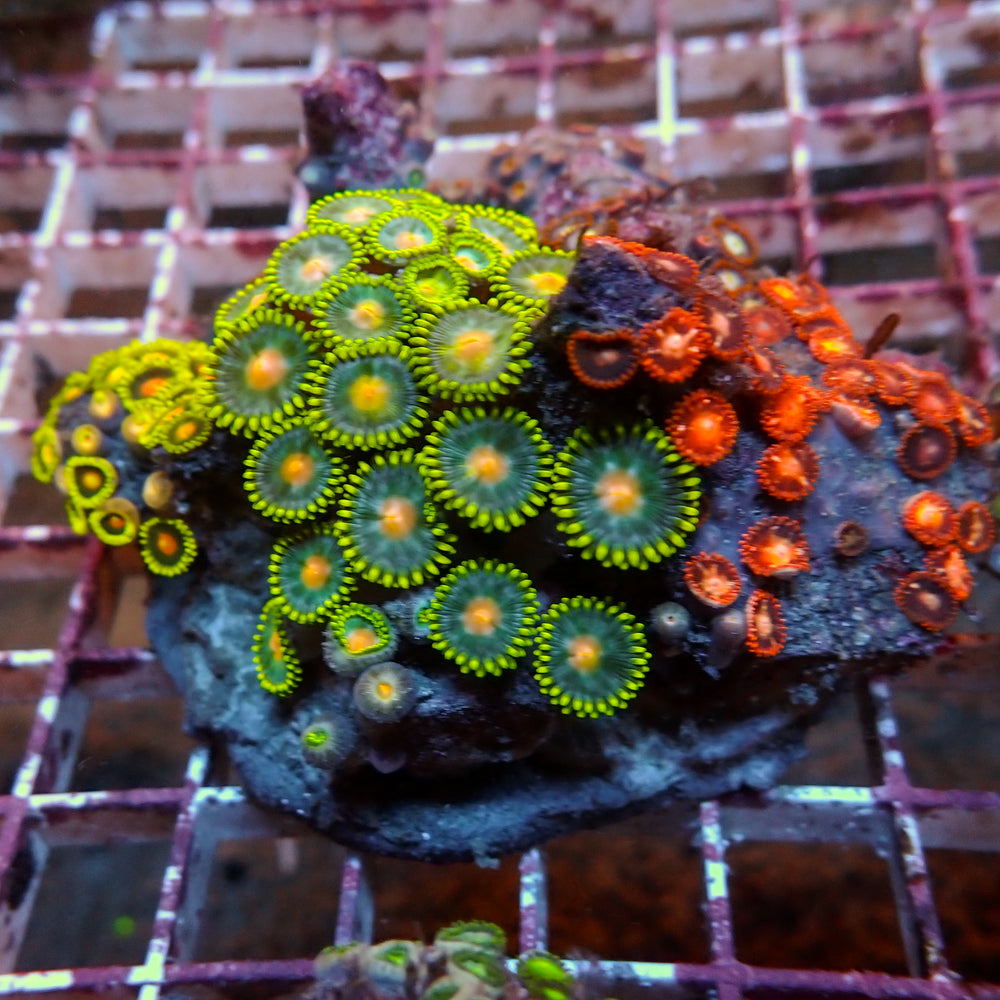 WYSIWYG Rainbow Zoa Combo Colony (50+ Polyps)