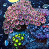 WYSIWYG Rainbow Multicolor Zoa Colony (50+ polyps)
