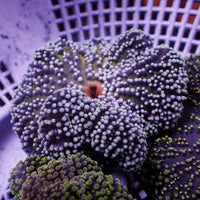 Assorted Nano Haddoni Carpet Anemone (1-3”)
