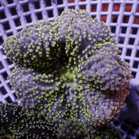 Assorted Nano Haddoni Carpet Anemone (1-3”)
