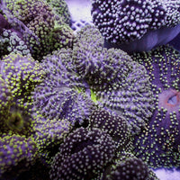 assorted nano haddoni carpet anemone
