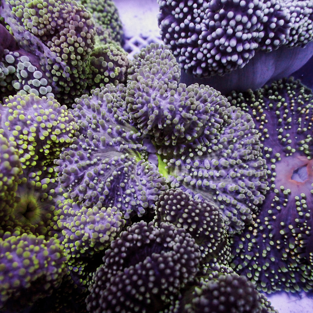 assorted nano haddoni carpet anemone