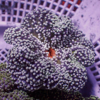 assorted nano haddoni carpet anemone 2
