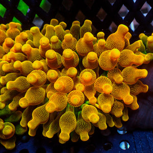 Chicago Sunburst Anemone (Gold Phase)