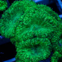 Green Blastomussa (1 Polyp)
