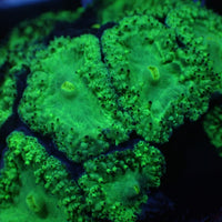 Green Blastomussa (1 Polyp)
