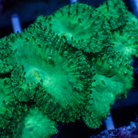 Green Blastomussa (1 Polyp)
