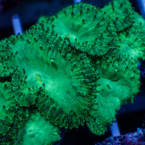 Green Blastomussa (1 Polyp)