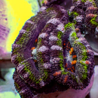 Stripe Green Acans (2-3 Polyps)
