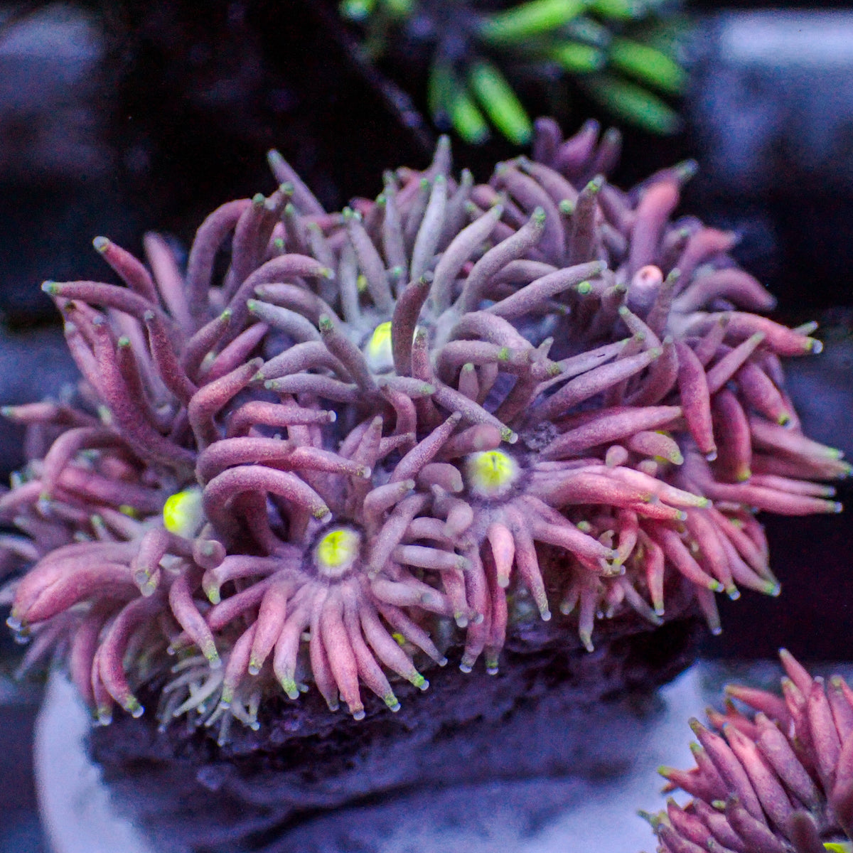 Multicolor Twilight Dream Goniopora (0.5-1” Frag) - Corals Anonymous