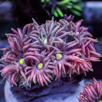 Multicolor Twilight Dream Goniopora (0.5-1” Frag)
