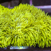 Multicolor Banana Craze Goniopora Colony (0.5-1")
