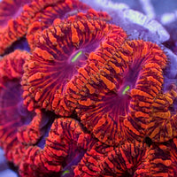 Red Blastomussa (1 polyp)
