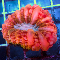 WYSIWYG Multicolor Strawberry Red Cynarina (3-4")
