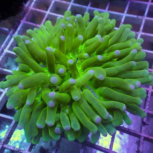Indo Neon Green Long Tentacle Fungia Plate