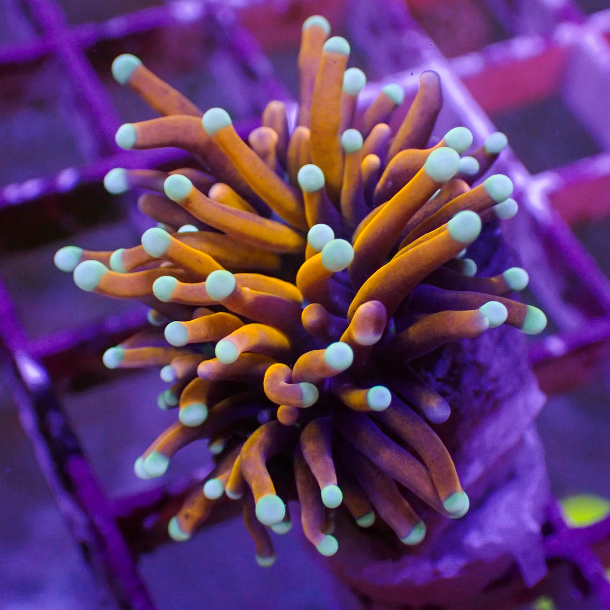 WYSIWYG Tiger Torch (1 Polyp) - Corals Anonymous