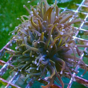 WYSIWYG Indo Gold Torch Colony (6 Polyps)