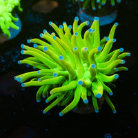 WYSIWYG 24K Holy Grail Torch - Corals Anonymous