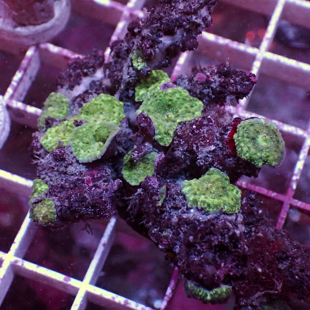 WYSIWYG Teal Spotted Green Discosoma Mushroom Colony (10+ Polyps) - Corals Anonymous
