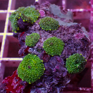 WYSIWYG Yellow Spotted Green Discosoma Mushroom Colony (6+ Polyps)