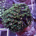 Large Pink Wink Alveopora Colony (1-2