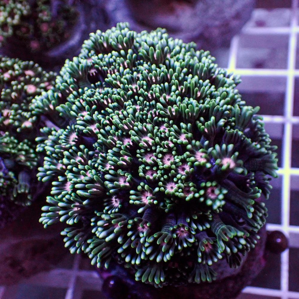 WYSIWYG Pink Wink Alveopora Colony (1-2