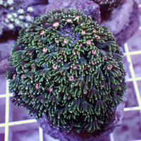 WYSIWYG Pink Wink Alveopora Colony (1-2") - Corals Anonymous