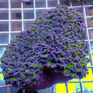 WYSIWYG Aussie Purple Tip Green Wall Frogspawn Colony (4-5”)