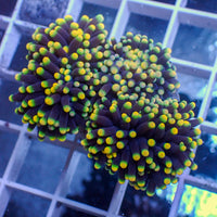 WYSIWYG Aussie Yellow Tip Rasta Torch  Colony (3 Polyps)