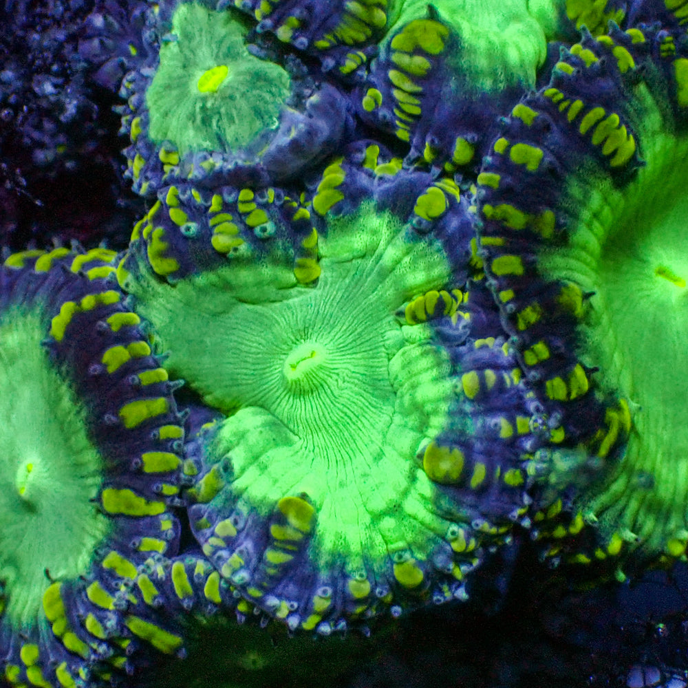 Green Stripe Green Mouth Blastomussa (1 Polyp)