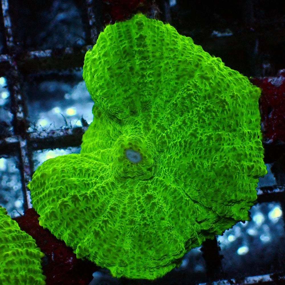 Large Neon Lime Green Rhodactis Mushroom (1.5-2”)