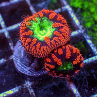 WYSIWYG Neon Green and Red Blastomussa Colony (2 Polyps)