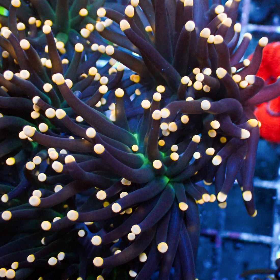Gold Tip Green Mouth Purple Torch - Corals Anonymous