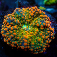 Sunset Drip Rainbow Yuma Mushroom
