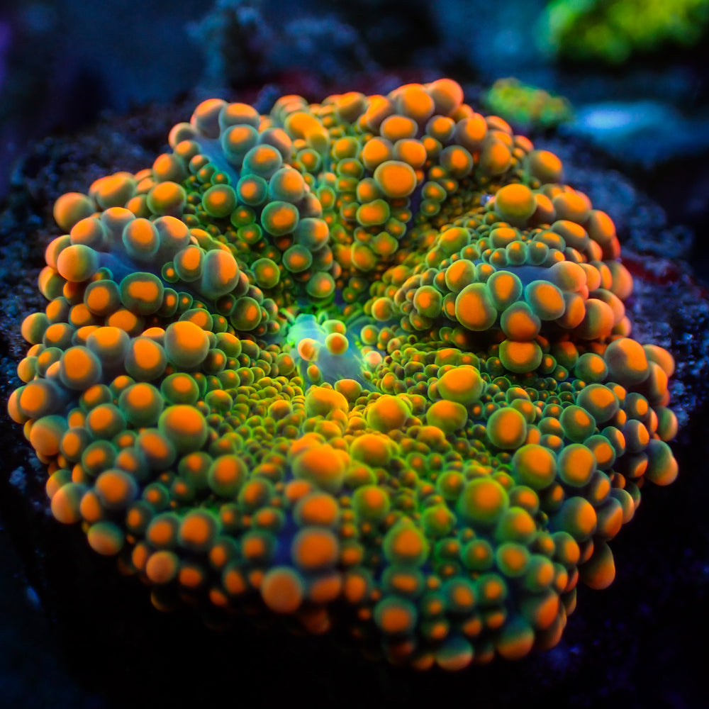 Sunset Drip Rainbow Yuma Mushroom