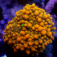 Neon Sunset Yuma Mushroom
