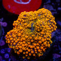 Neon Sunset Yuma Mushroom
