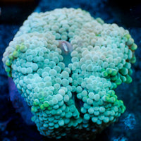 Teal Blue Florida Ricordea Mushroom
