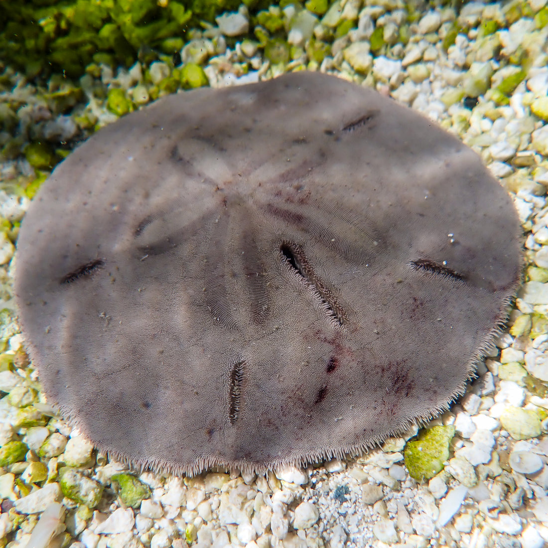 Atlantic Sand Dollar (Large, 3-4") - Corals Anonymous