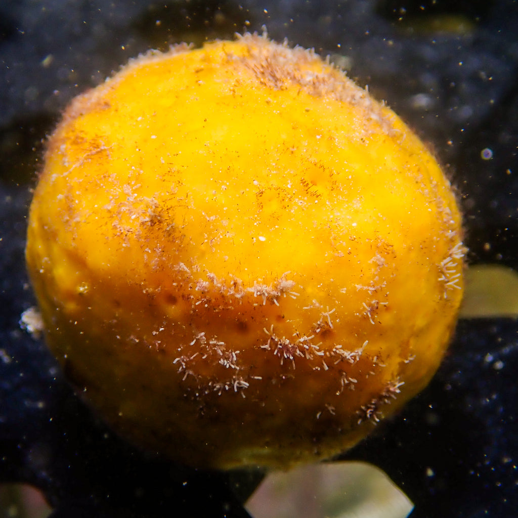 Yellow Ball Sponge Colony - Corals Anonymous